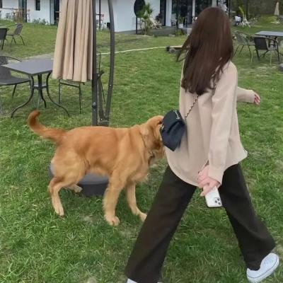 狂犬大灾难
